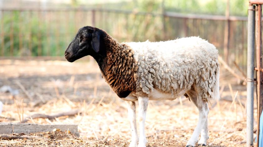 Sheep shearing