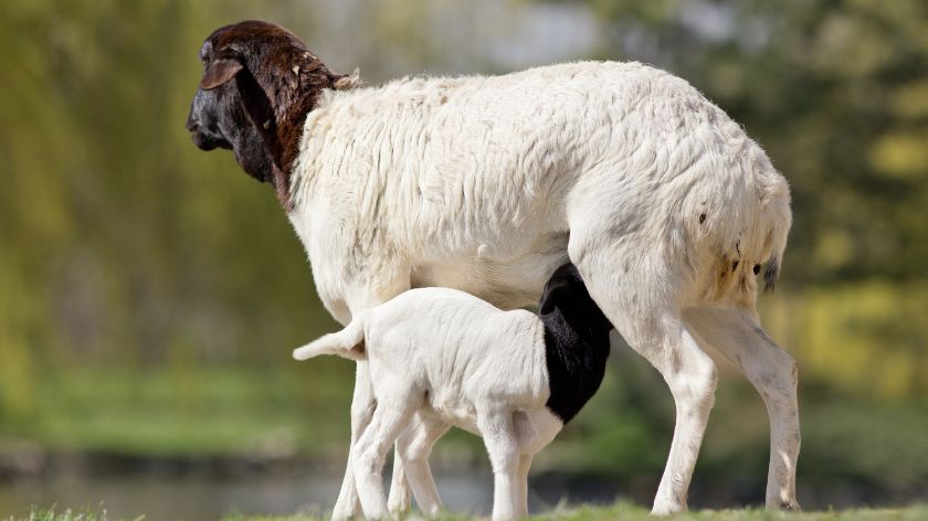 Sheep shearing