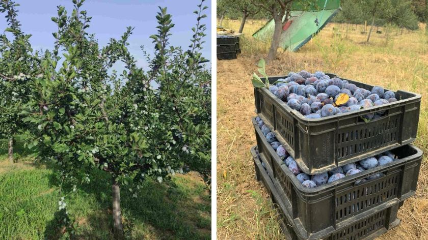 Plum production is still the main one in the Valjevo area – WHICH VARIETY is the most profitable?