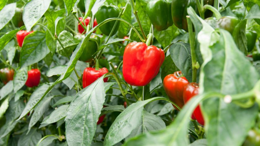 Propagation of peppers from cuttings 