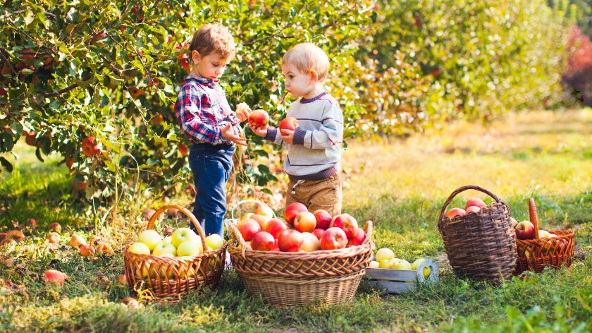 How did the most famous apple varieties come about and get their names?