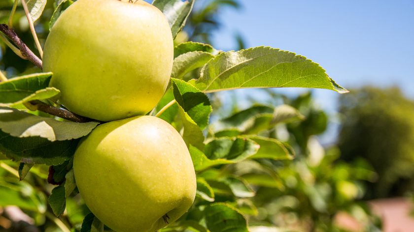 Varieties of apple names