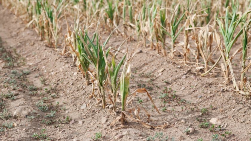 How to adapt to increasingly frequent droughts in corn production?