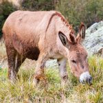 Razlika između magarca i mule