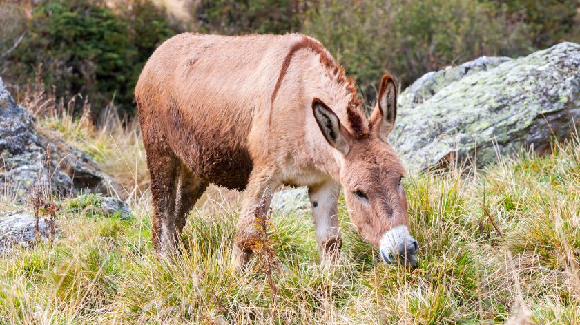 Razlika između magarca i mule