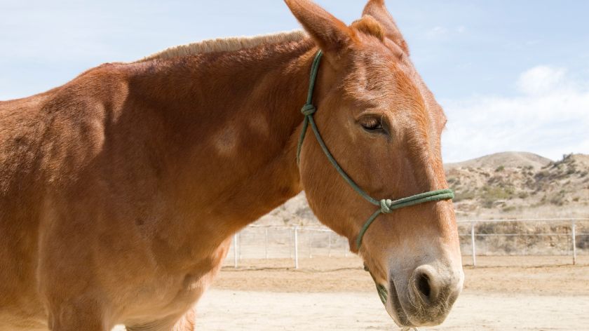 Razlika između magarca i mule