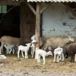 Zdravlje farmskih životinja