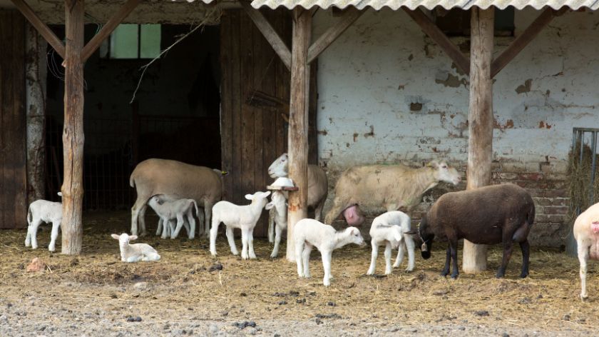 Zdravlje farmskih životinja